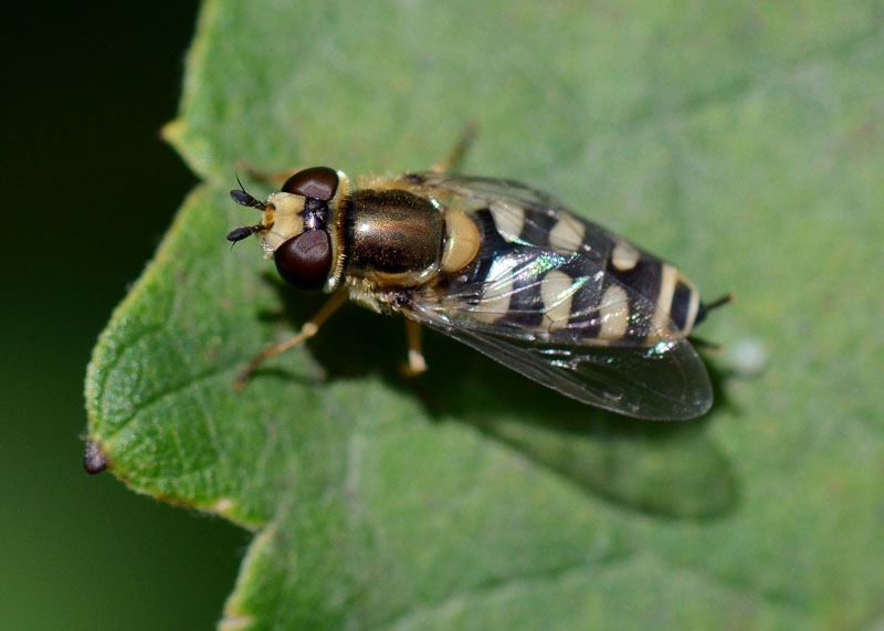 Syrphidae da identificare